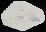Multiple Diplomystus Fossil Fish Plate - Wyoming #32744-1